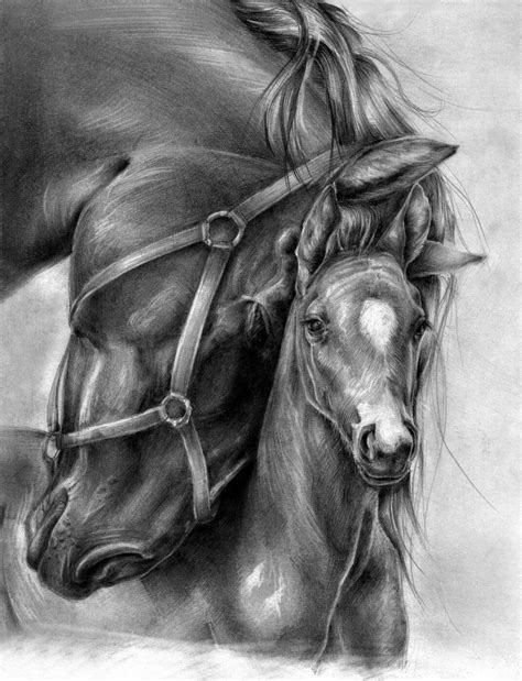 zeichnungen pferde kostenlos
